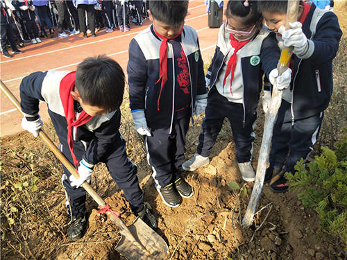 树恩小学生参加植树活动